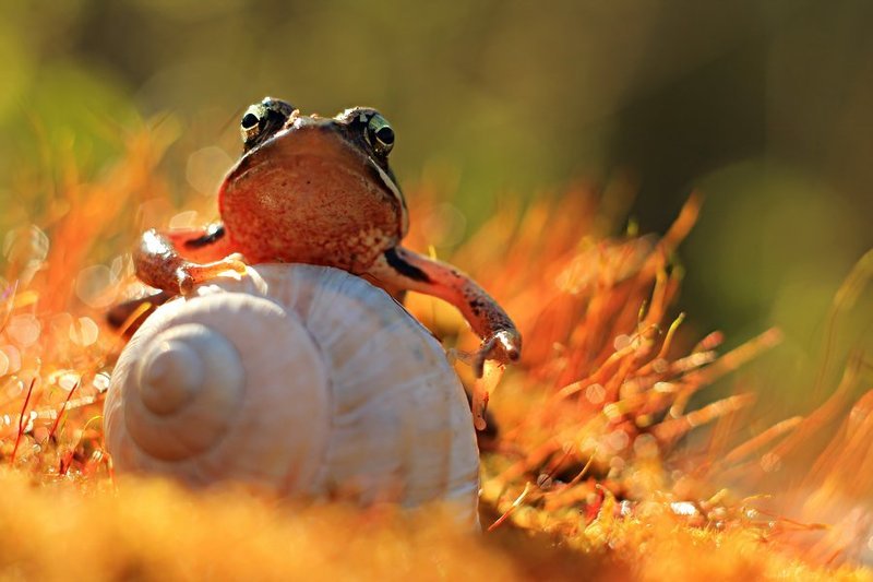 *** фото превью