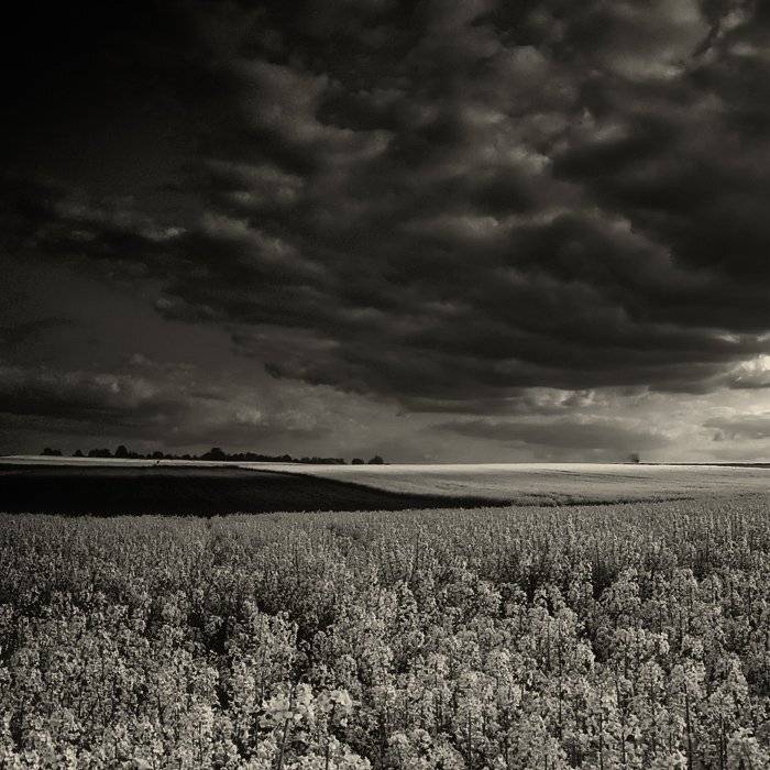 , Waldemar Wienchol