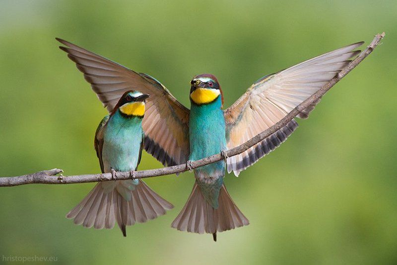 Apiaster, Merops, Щурка Золотистая щурка фото превью