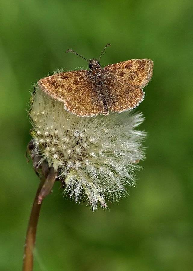 Бабочка толстоголовка, Чепленко Алексей