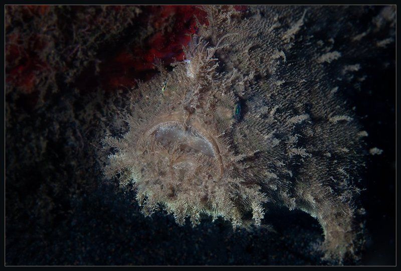 Чудища морские фото превью