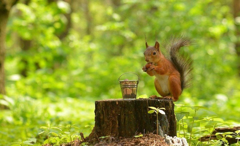 Белка и ведро фото превью
