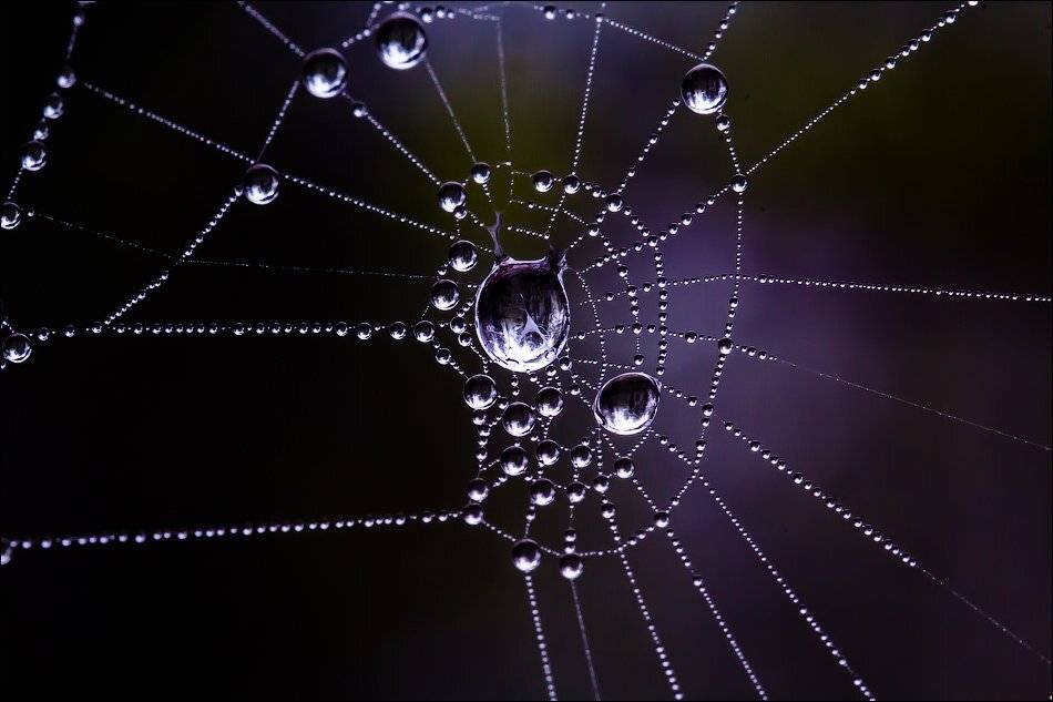 , Бурлов Андрей