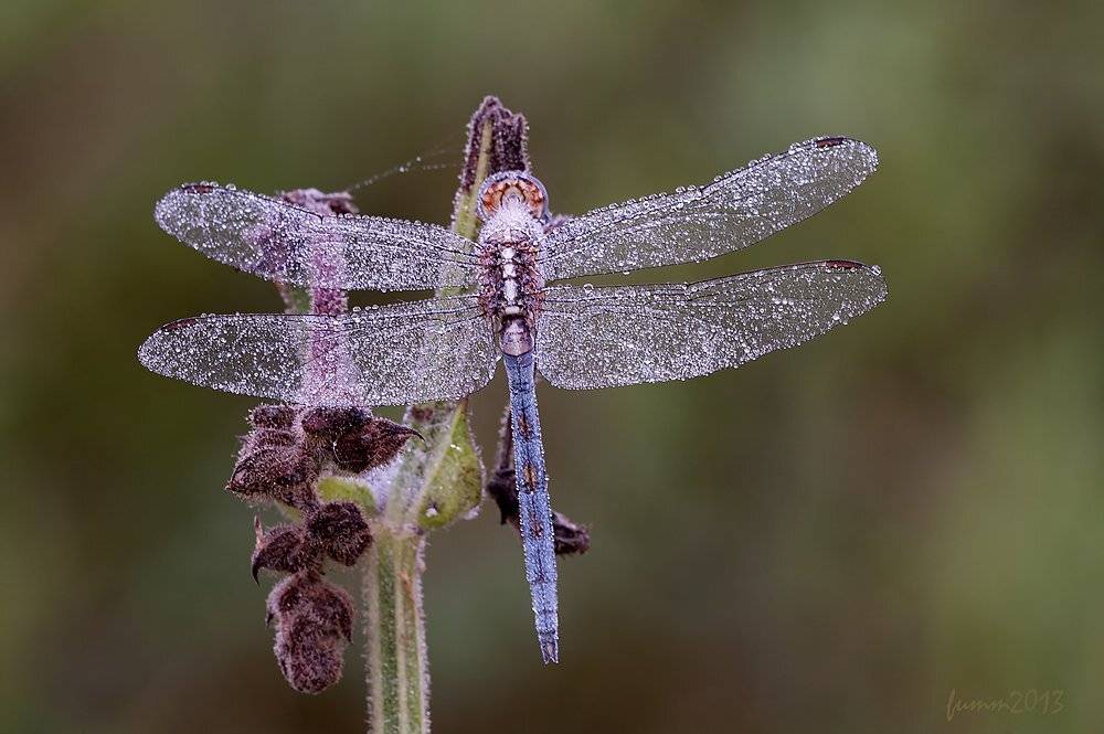 , Игорь ФУММ