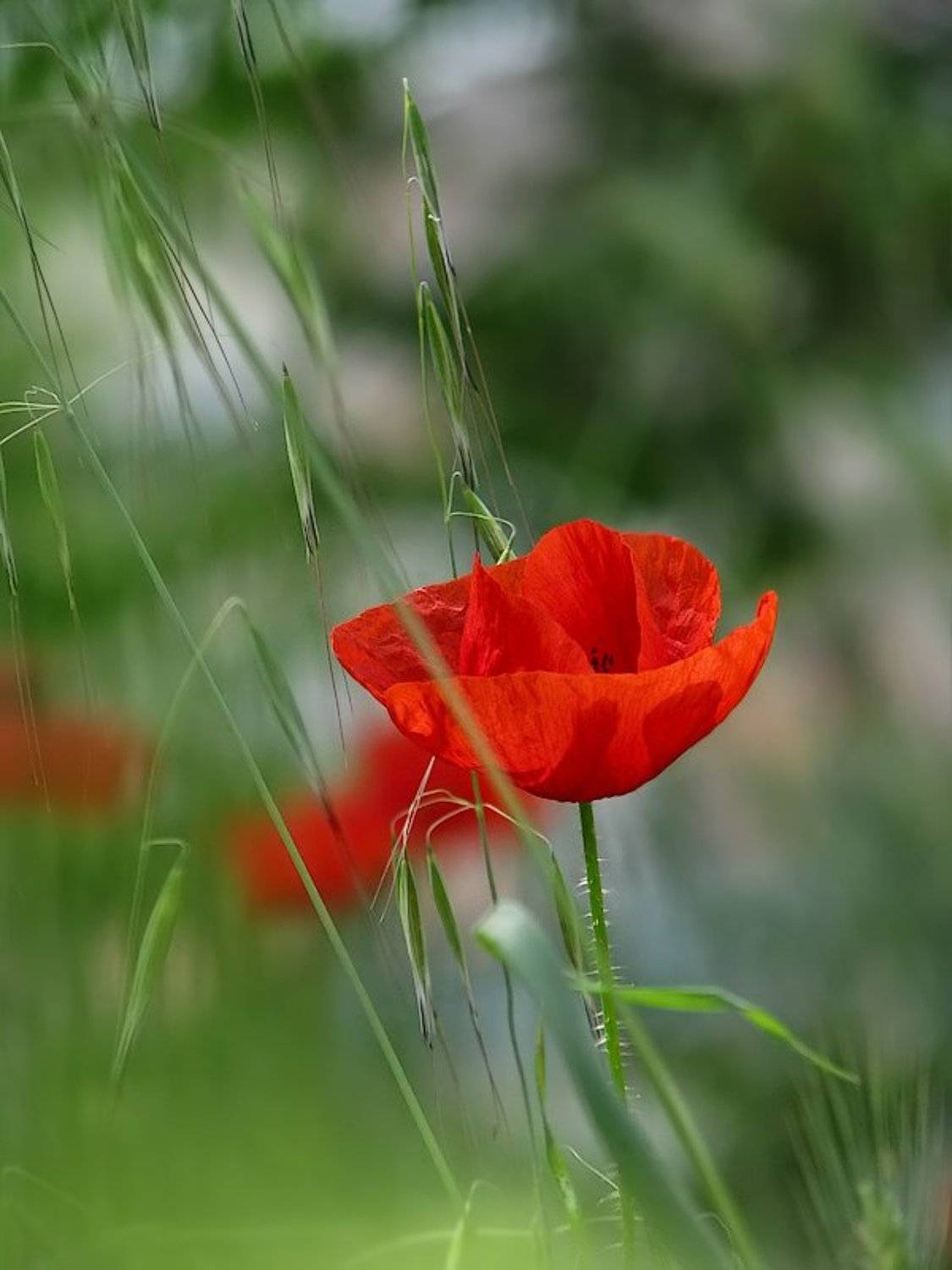 , Ирина Костова