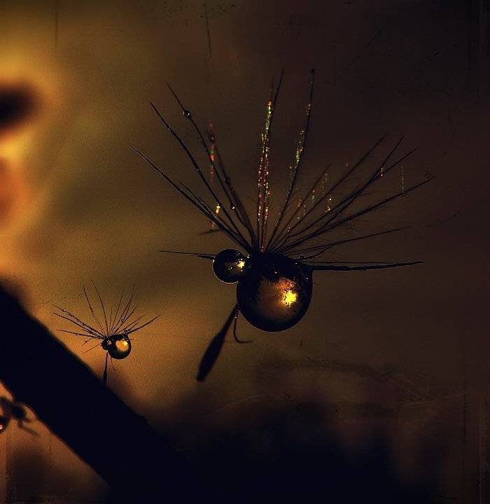 dandelion, macro, Эмеральд Ваке