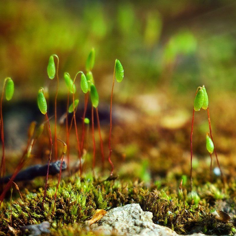 Outcasts фото превью