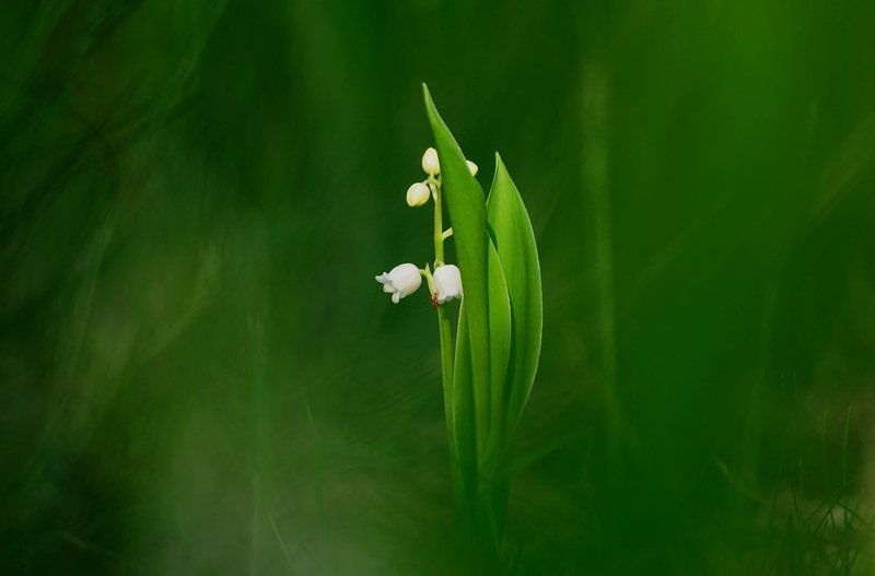**** фото превью
