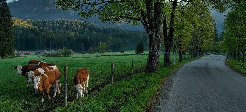 Альпийские этюды фото превью