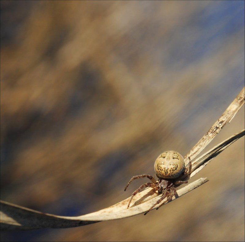 Паук фото превью