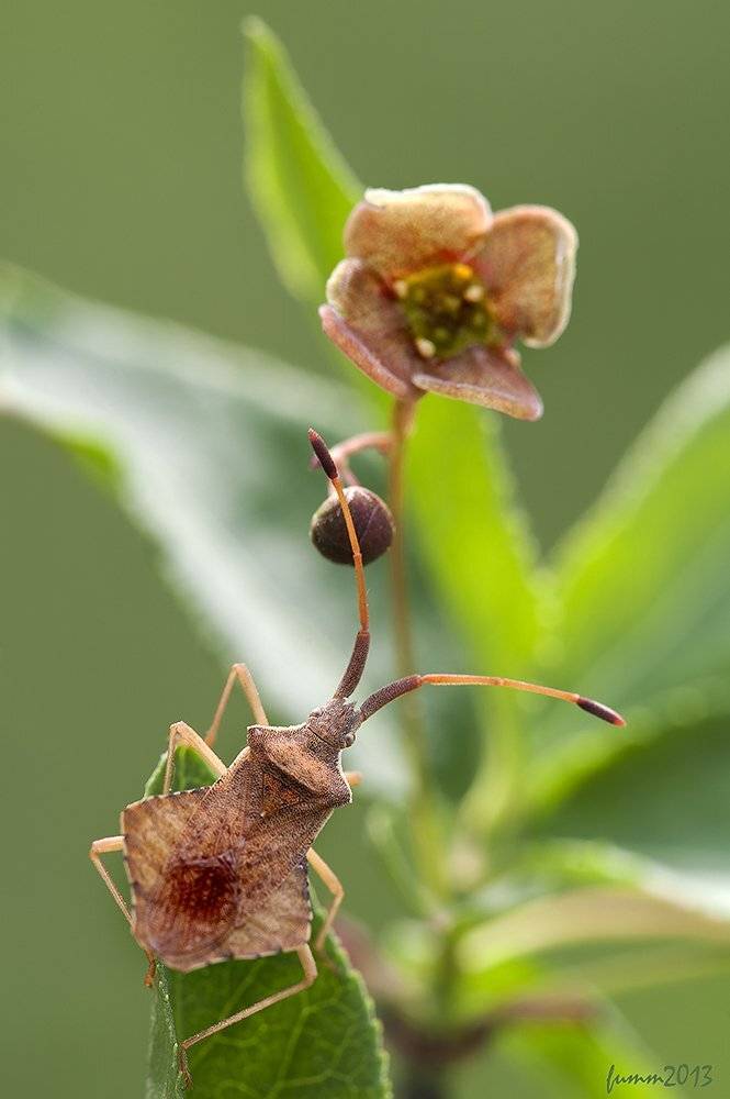 , Игорь ФУММ