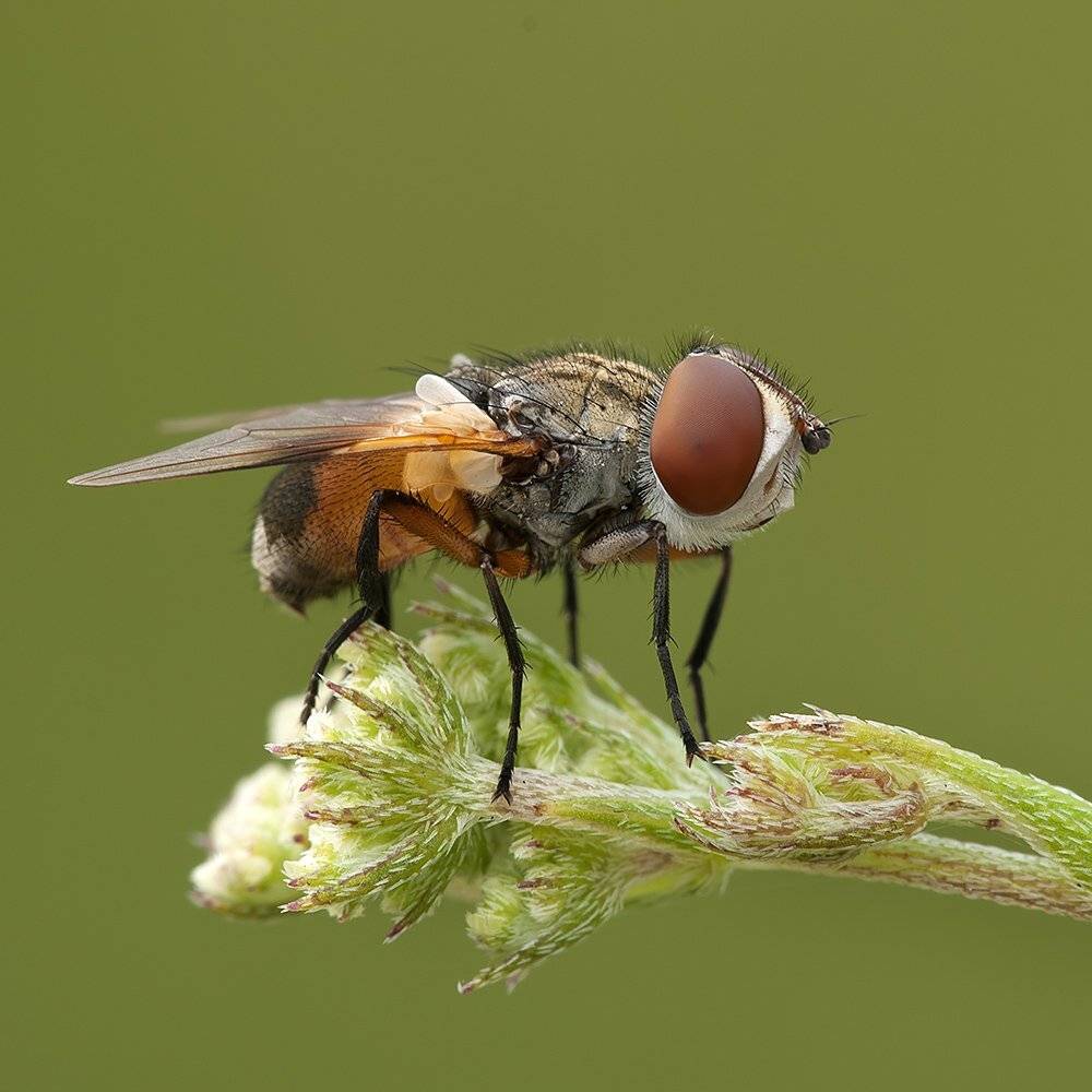 , Игорь ФУММ