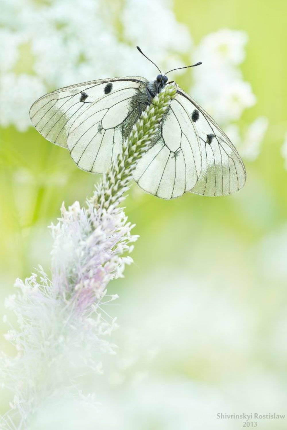 Макро, Мнемозина, Ростислав, Шивринский Ростислав