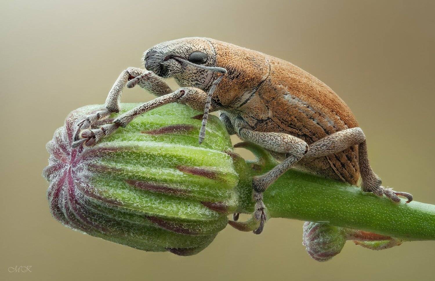 Archadididus ochraceus (Tournier, Miron Karlinsky