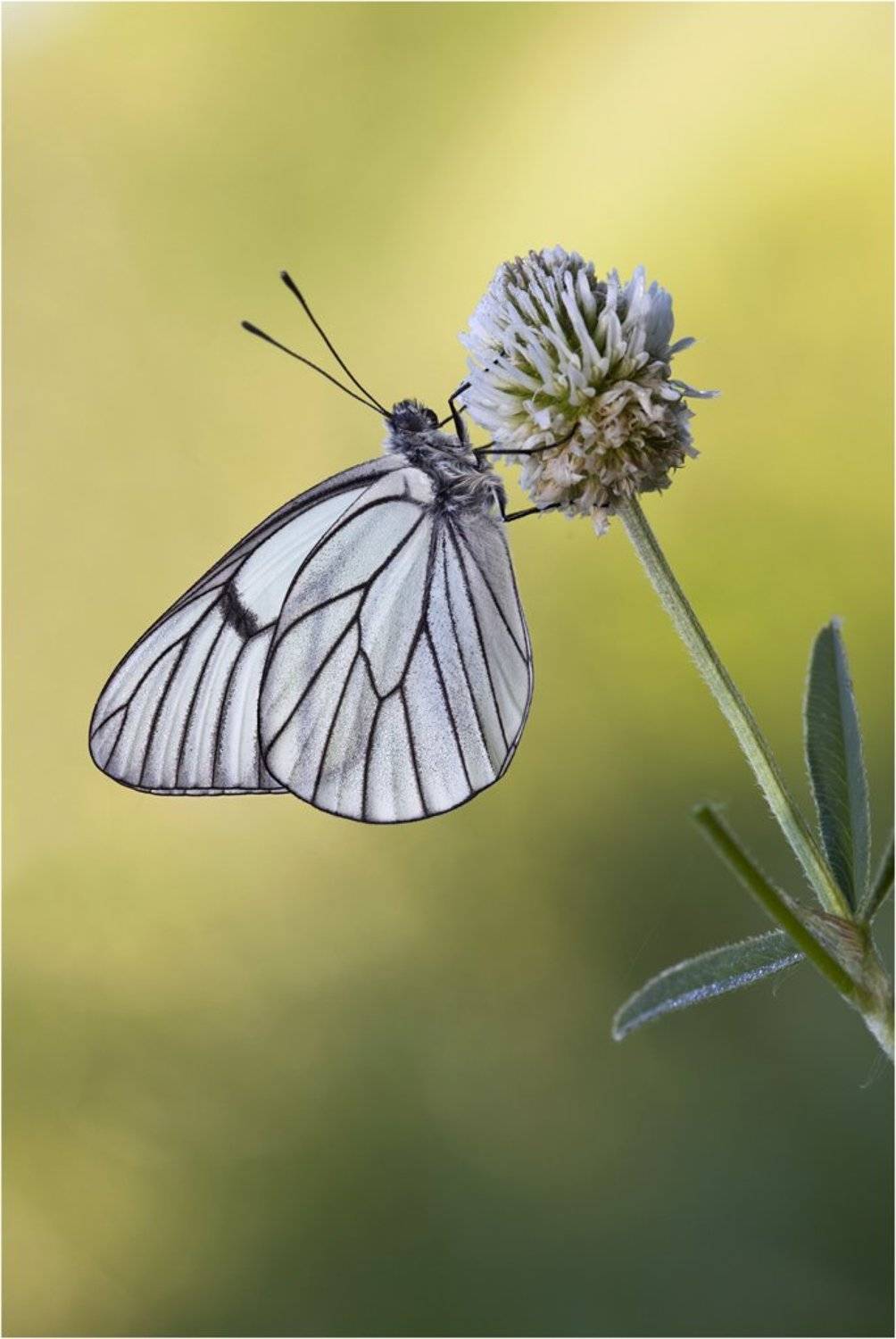 боярышница, aporia crataegi, Леонид