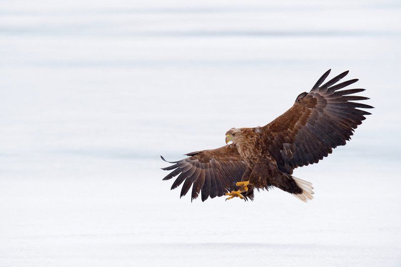 морской орел фото превью