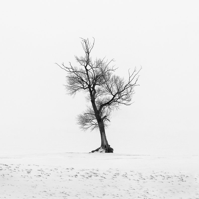 Дерево фото превью