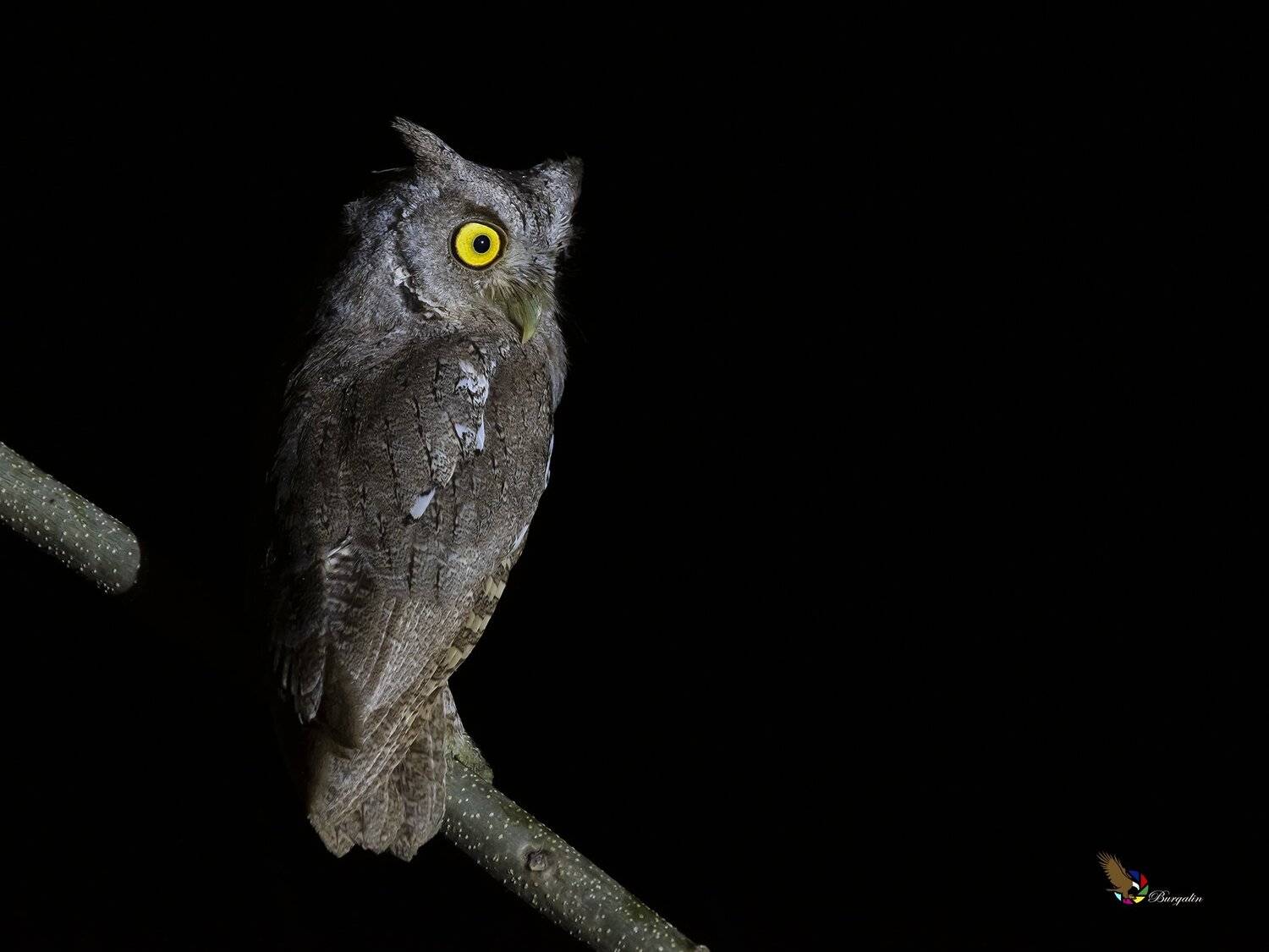 , Fernando Burgalin Sequeira