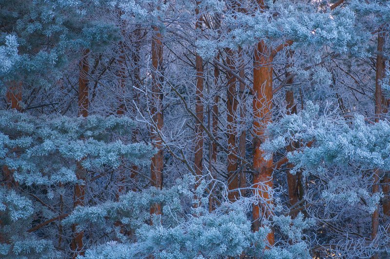 Иней фото превью