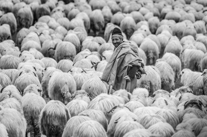 Starp aitam фото превью