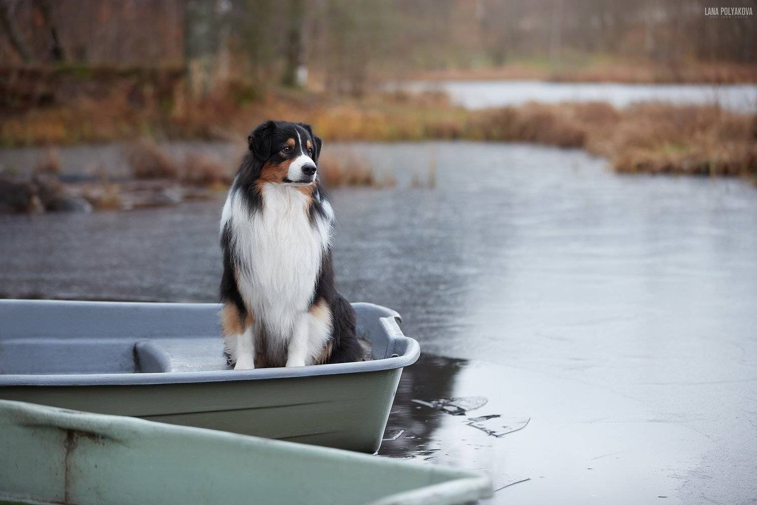 собака, поздняя осень, лед, Лана Полякова
