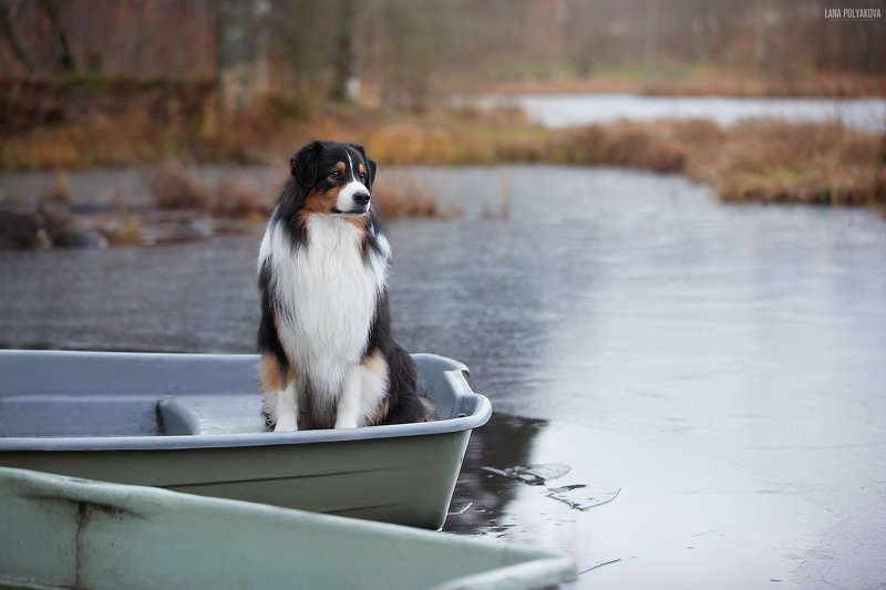 собака, поздняя осень, лед Минута спокойствия фото превью