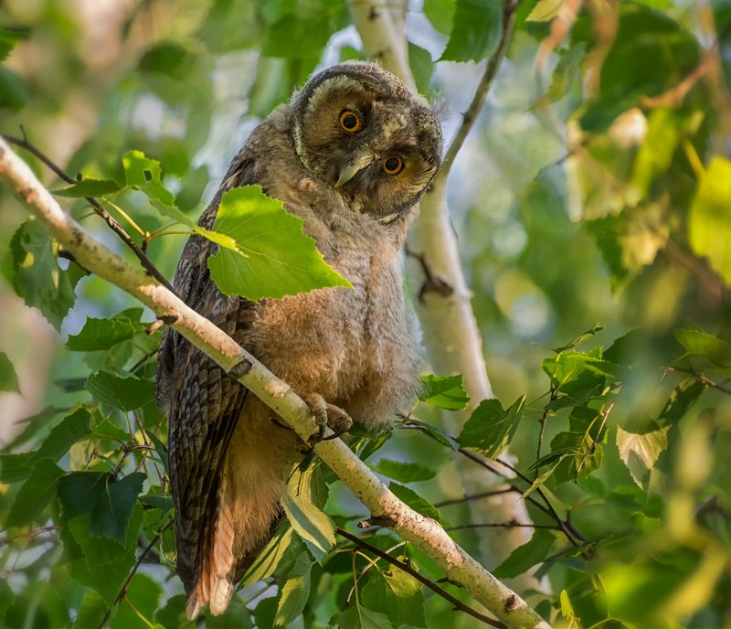 птица, сова, слёток, Совёнок.. фото превью