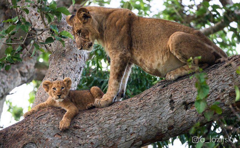 Симба и Сараби фото превью