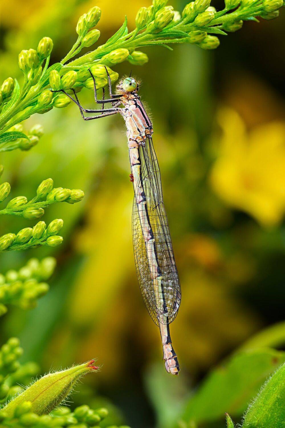 , Антон Финевич