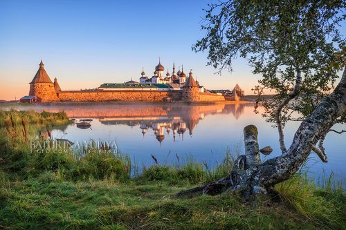 Утро у монастыря и береза