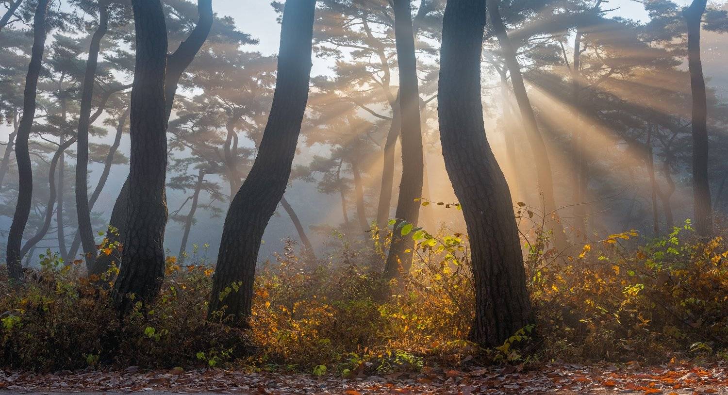 forest, light, park, trees, pine, korea, colors, tree trunk, dance, Jaeyoun Ryu