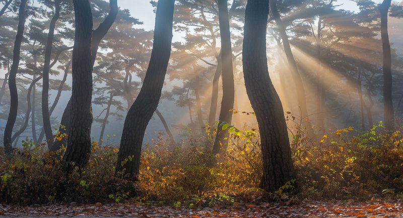 Bonggoksa thousand year old forest