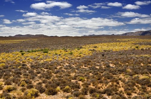 Цвета Калахари