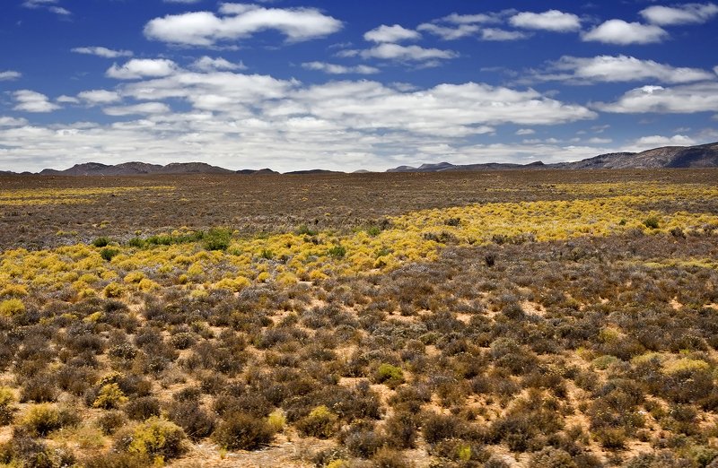 африка, калахари, пейзаж, путешествие, ровос Цвета Калахари фото превью