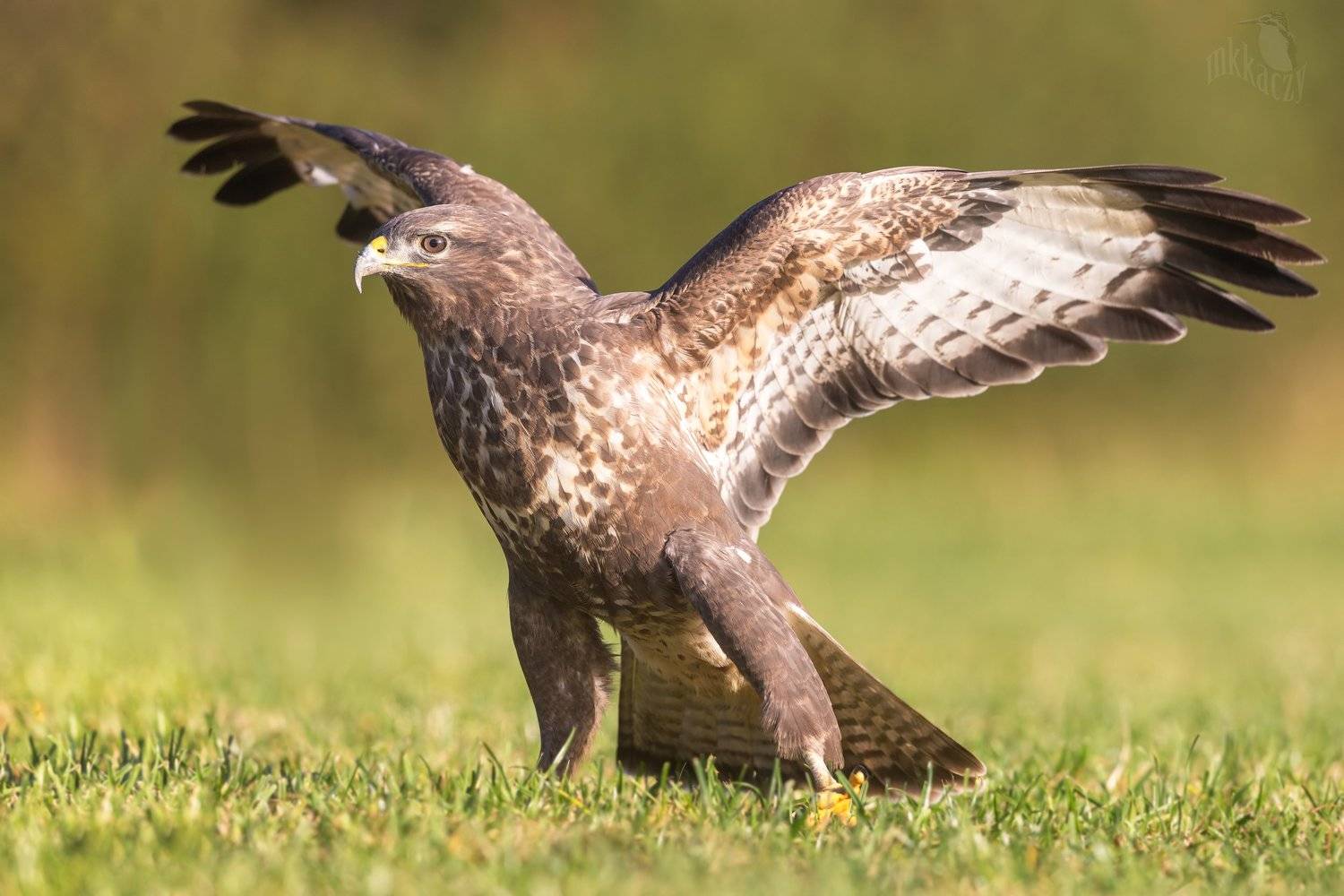 , Marcin Kaczmarkiewicz