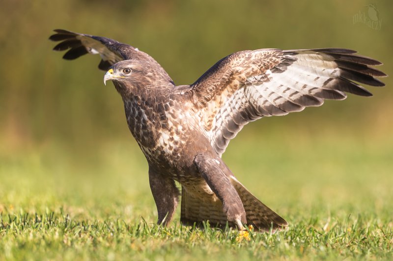 Myszak фото превью