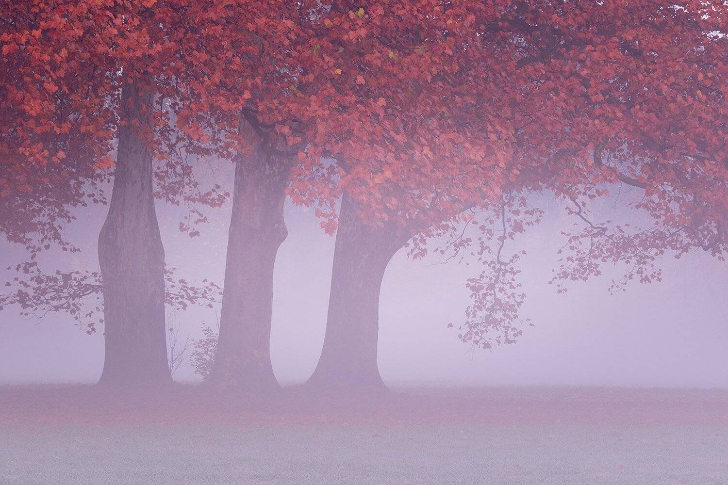 , Robert Adamec