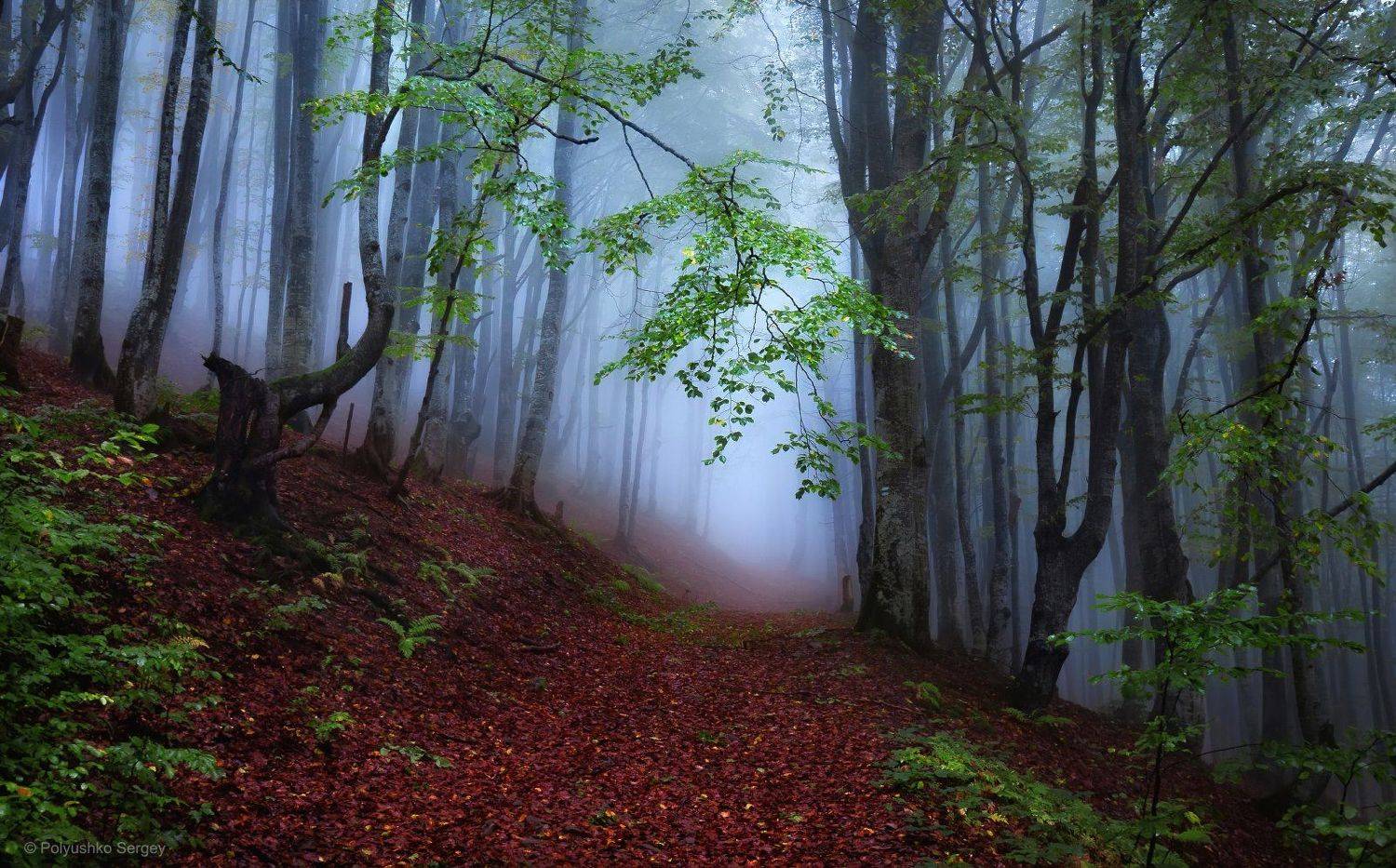 , Полюшко Сергей