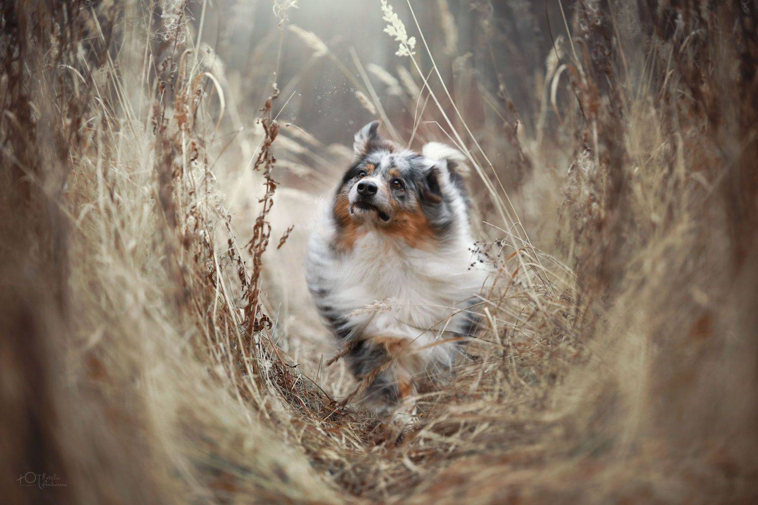 , Наталия Поникарова