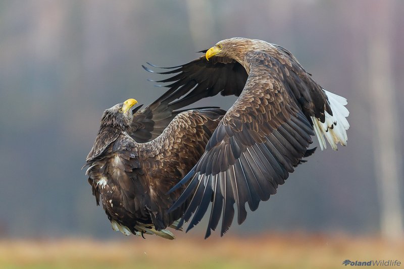 #eagle #bird #birds #autumn #attack Cover me фото превью