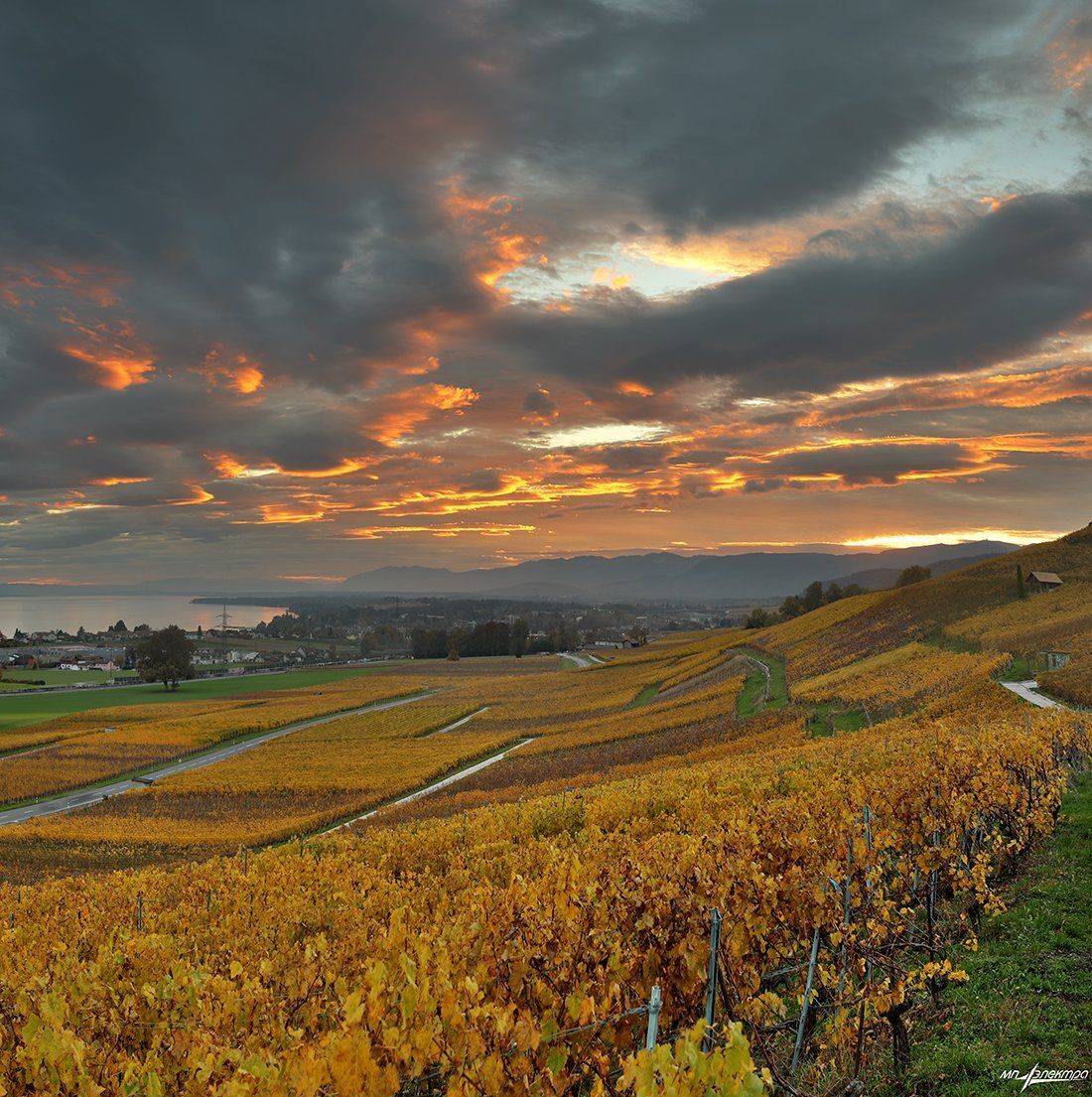 swiss, Матвеев Николай