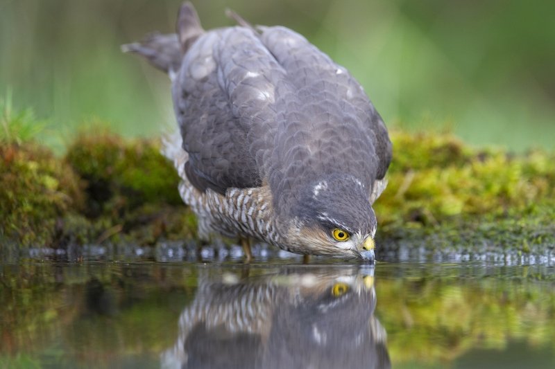 Ястреб перепелятник на водопое фото превью