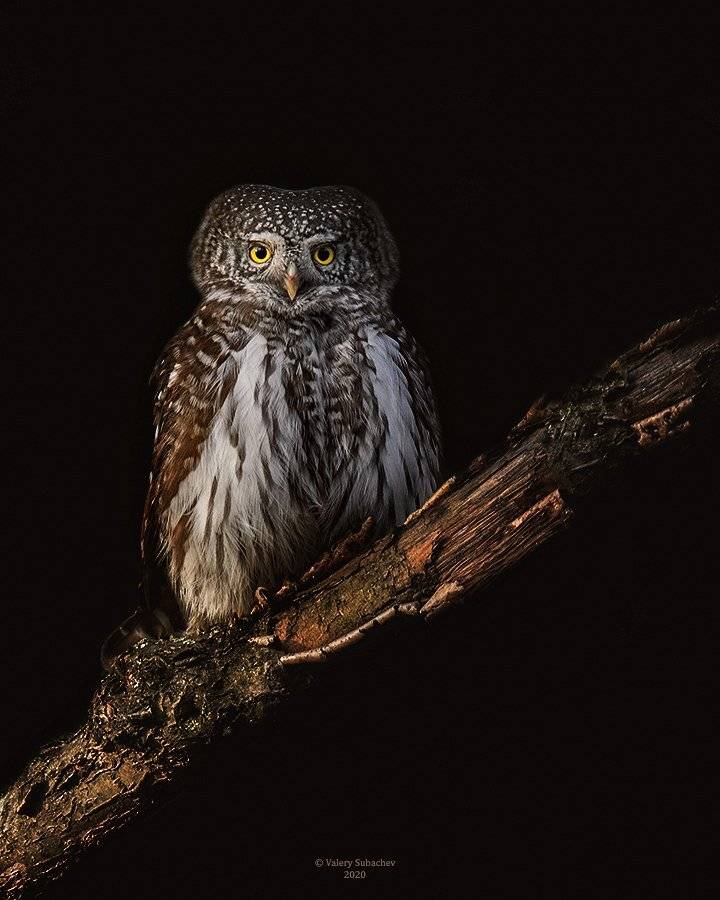 , Валерий Субачев