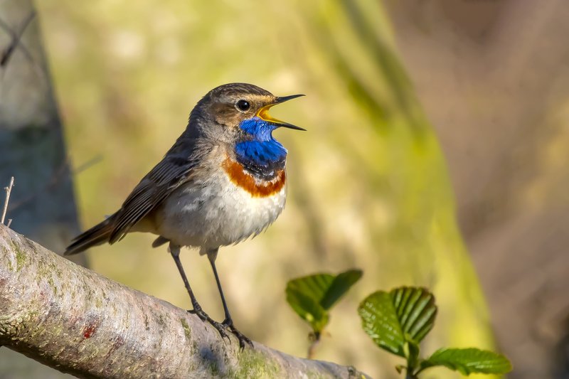 Bluethroat фото превью