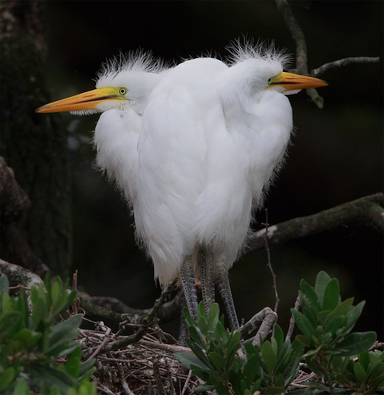 большая белая цапля, цапля, heron, florida, great egret Птенцы. Большая белая цапля - Great Egret. фото превью