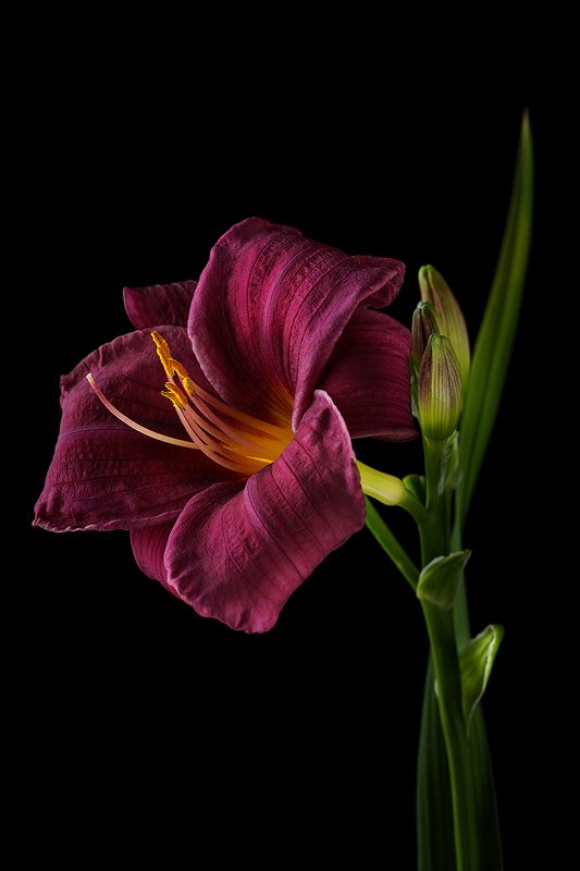 цветы, цветок, флора, природа, лилейник, лепестки, цвет Лилейник фото превью