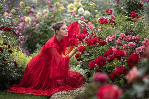 Rose garden in the desert