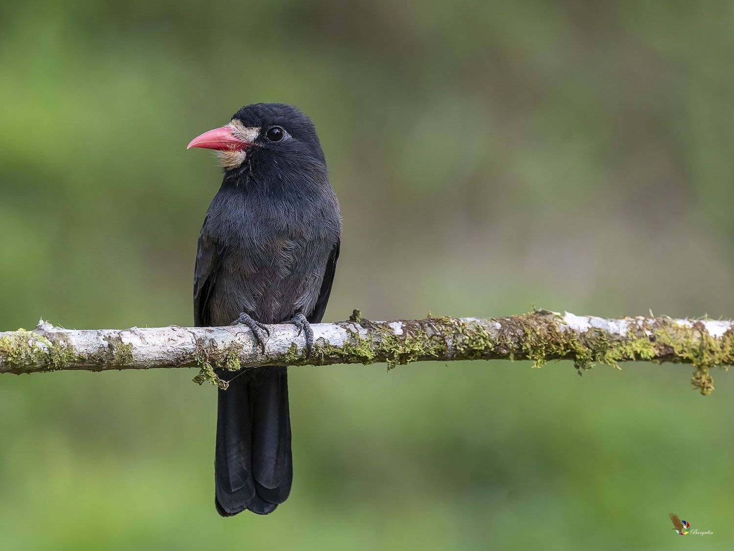 , Fernando Burgalin Sequeira
