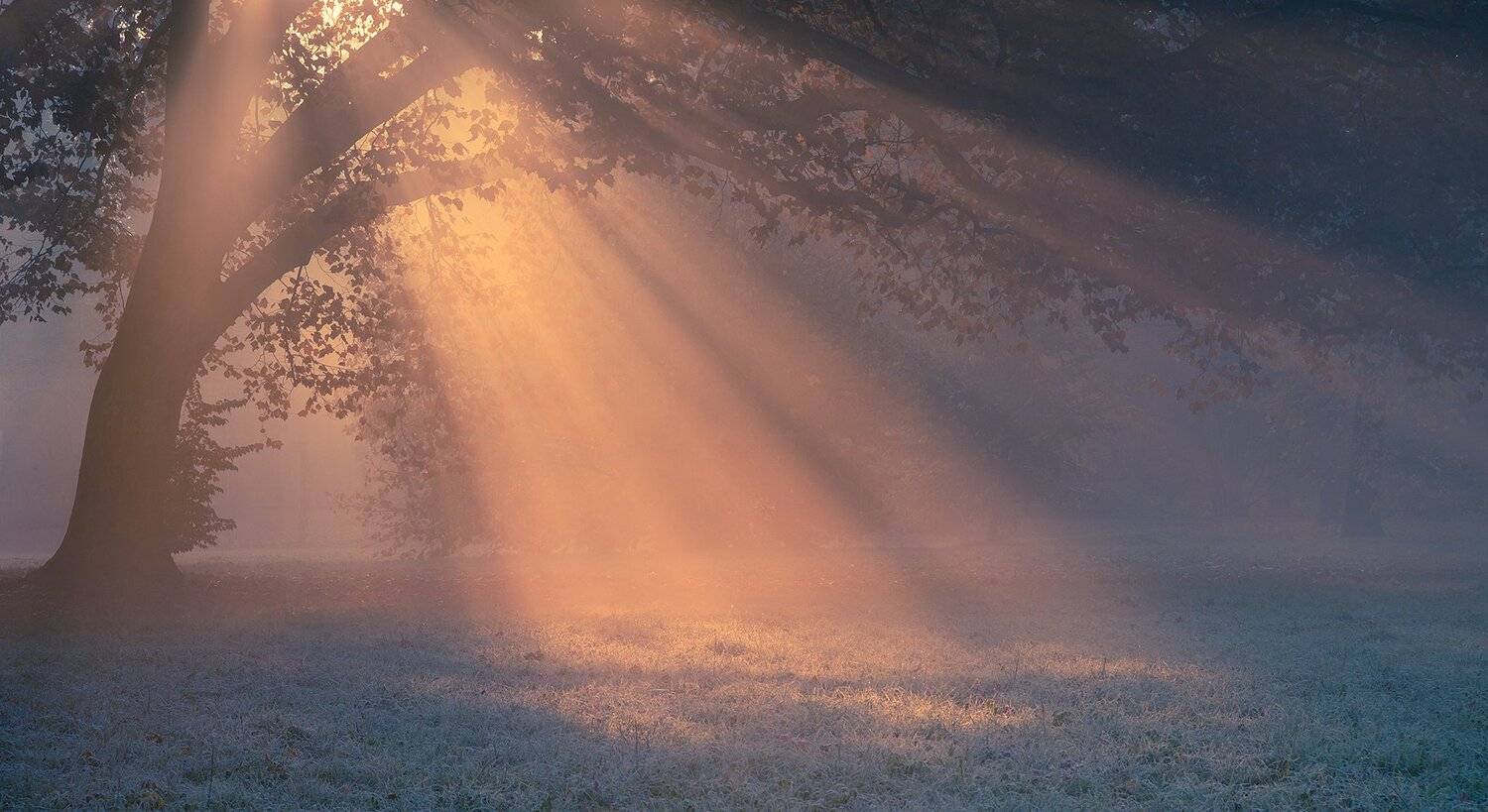 , Robert Adamec