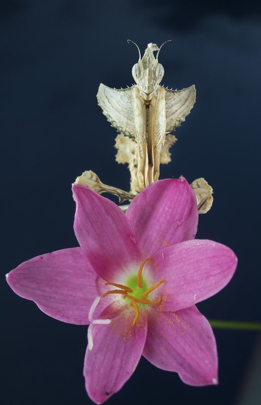 #macro#mantis#colors#laowa15mmf4 Idolomantis Diabolica фото превью